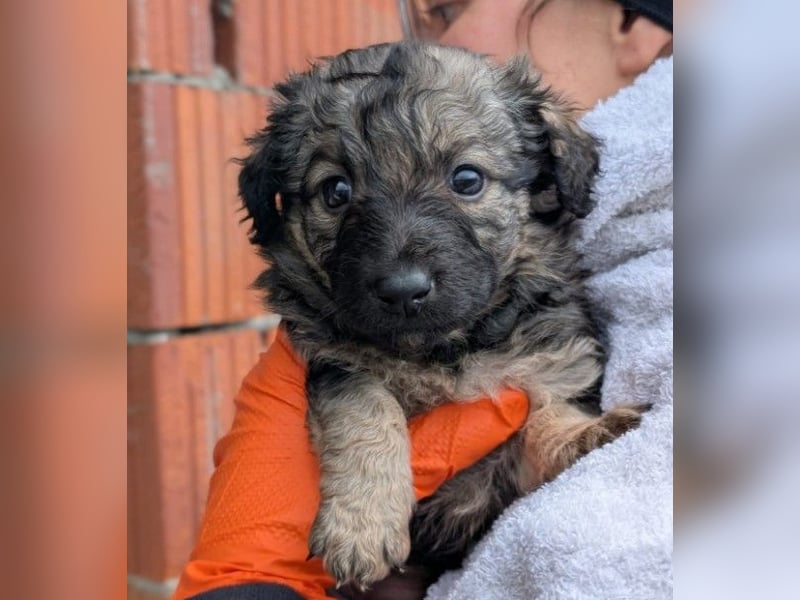 Zauberhafter Welpe Brösel