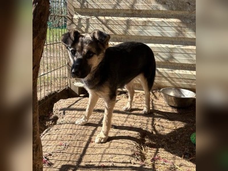 LIZZY - zauberhaftes, liebes Hundemädchen sucht ihre Familie