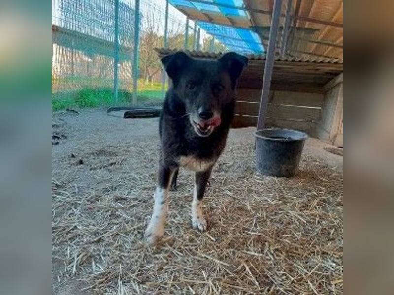 CORAJ - schüchterner Senior sucht Vertrauen und Zuwendung
