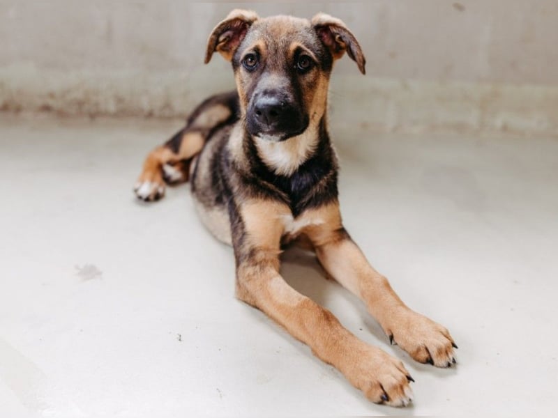 Charlie – Aufgeweckter Herzenshund