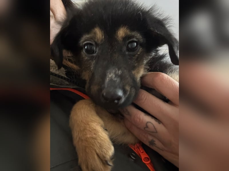 WICHTEL - zuckersüßer Welpenjunge sucht sein Zuhause