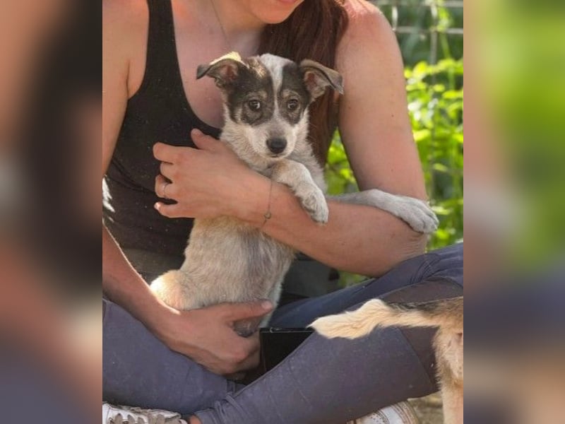 IZZY - bezauberndes Hundemädchen sucht ihre Menschen