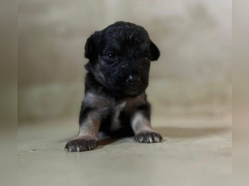 Süßes, liebes Welpenmädchen 23 B