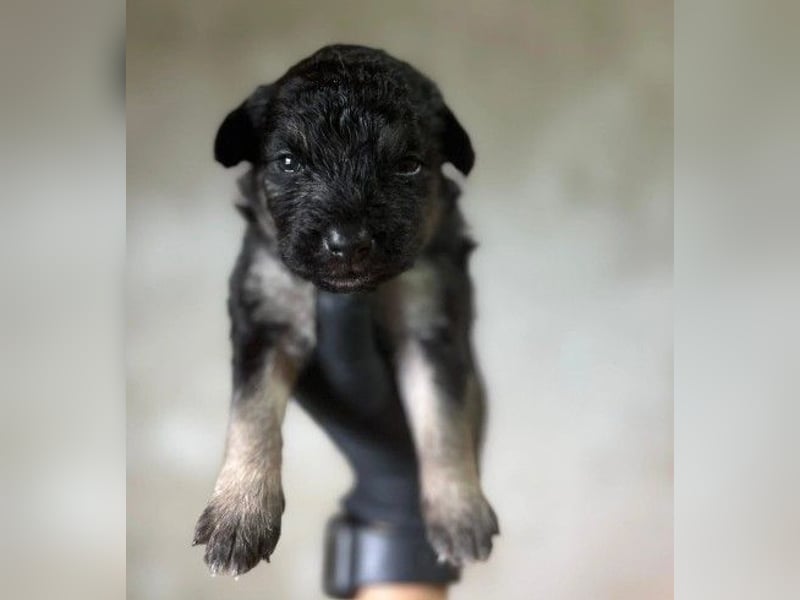 Süßes, liebes Welpenmädchen 23 B