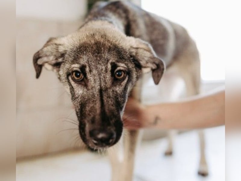 GLENNIE - aufgeweckter, liebenswerter Junghund sucht seine Familie