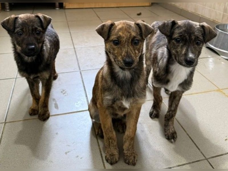 WANDA - zauberhaftes Welpenmädchen sucht ihre Familie