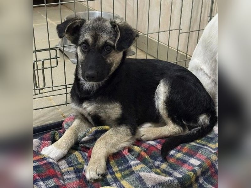 LIZZY - zauberhaftes, liebes Hundemädchen sucht ihre Familie