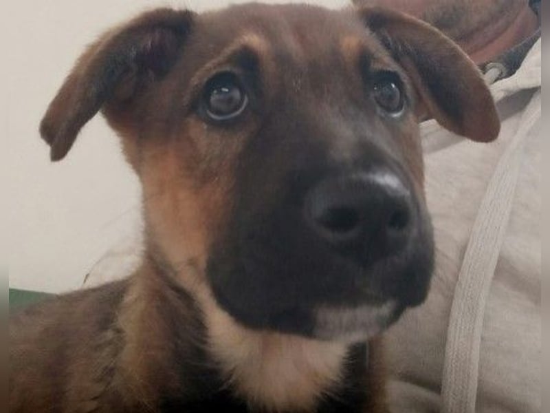 Charlie – Aufgeweckter Herzenshund