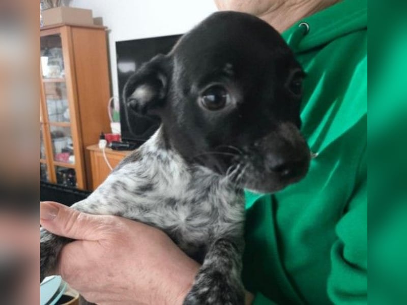 RASTY - zauberhafter Welpenjunge sucht seine Familie