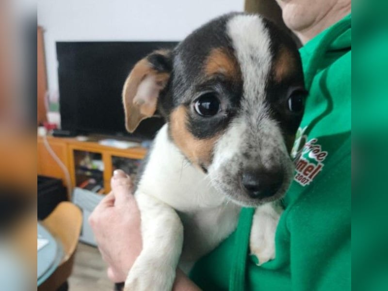 Zauberhaftes, liebes Welpenmädchen Runa