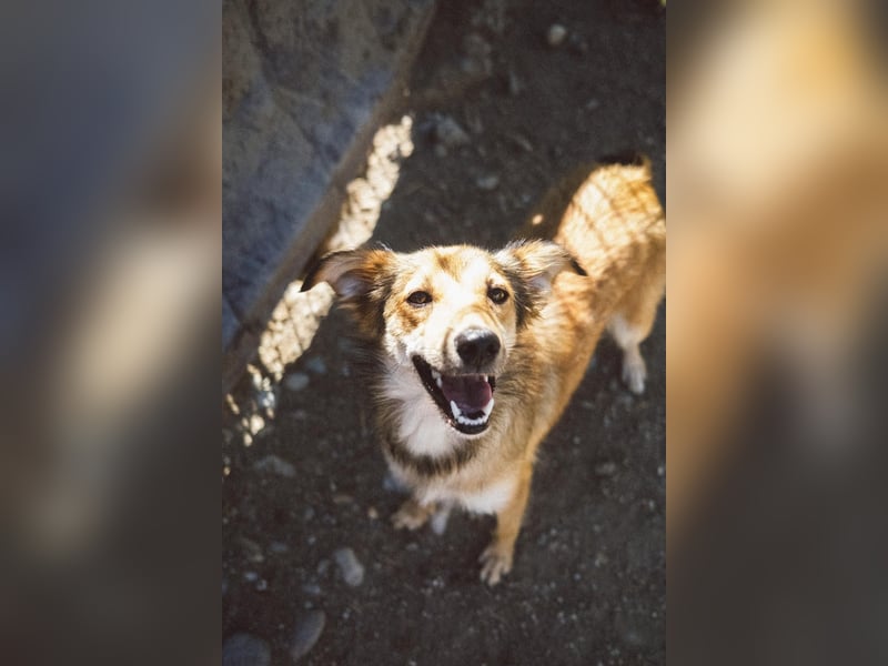 LAIKA - liebenswerte Hündin sucht ihre Herzensmenschen