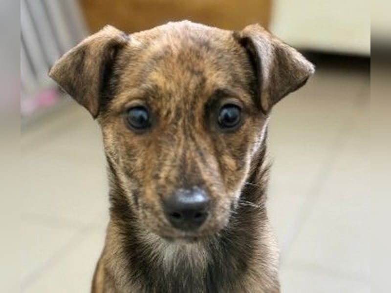 WANDA - zauberhaftes Welpenmädchen sucht ihre Familie