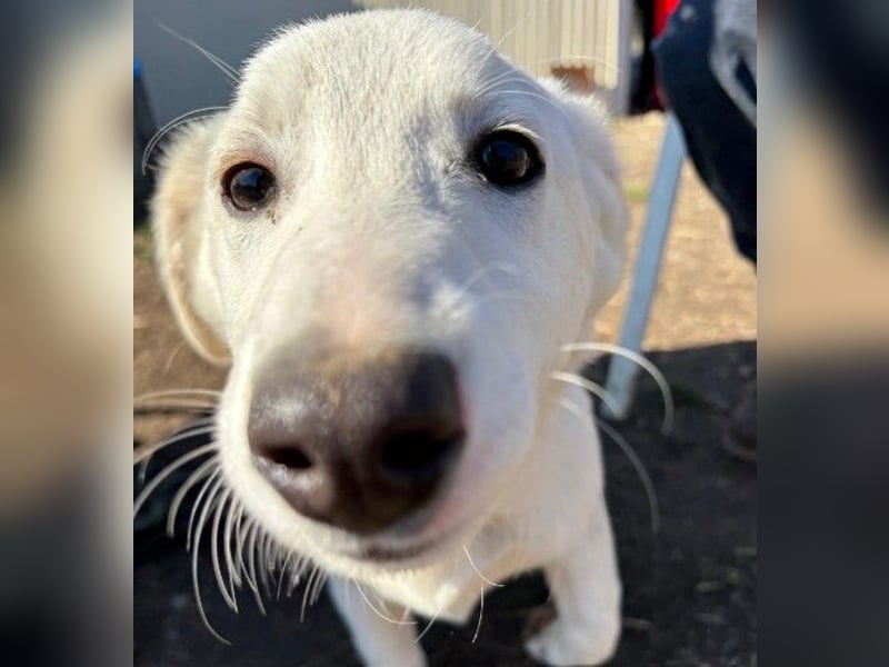 SIRIUS - zauberhafter Welpenjunge sucht seine Menschen