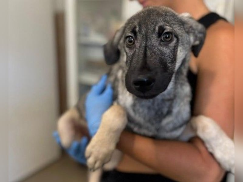 GLENNIE - aufgeweckter, liebenswerter Junghund sucht seine Familie