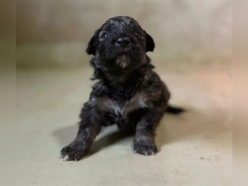 Zauberhafter Welpe 24 B