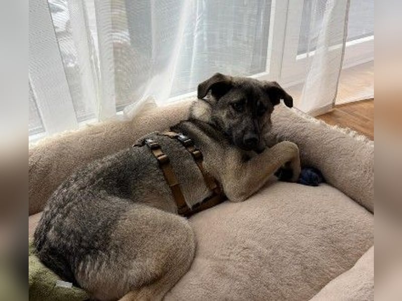 GLENNIE - aufgeweckter, liebenswerter Junghund sucht seine Familie