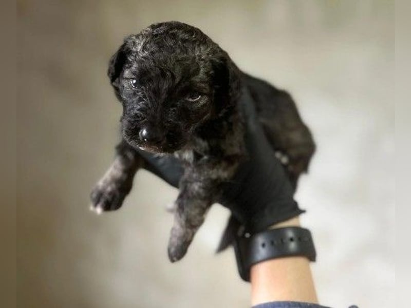 Zauberhafter Welpe 24 B