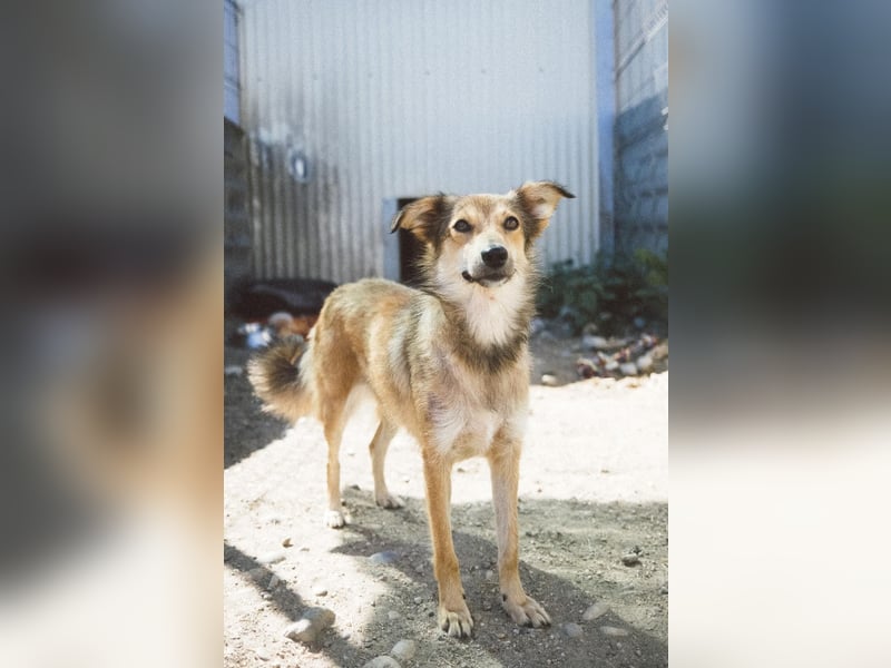 LAIKA - liebenswerte Hündin sucht ihre Herzensmenschen