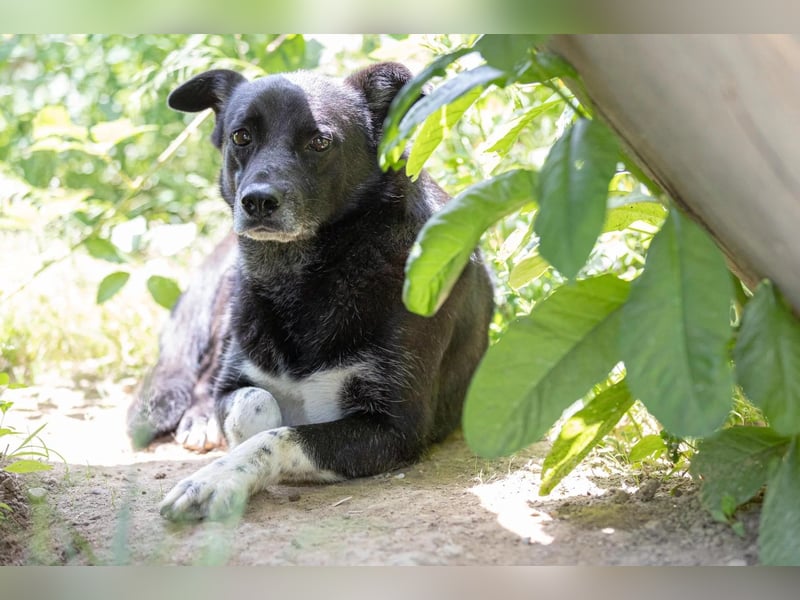 CORAJ - schüchterner Senior sucht Vertrauen und Zuwendung