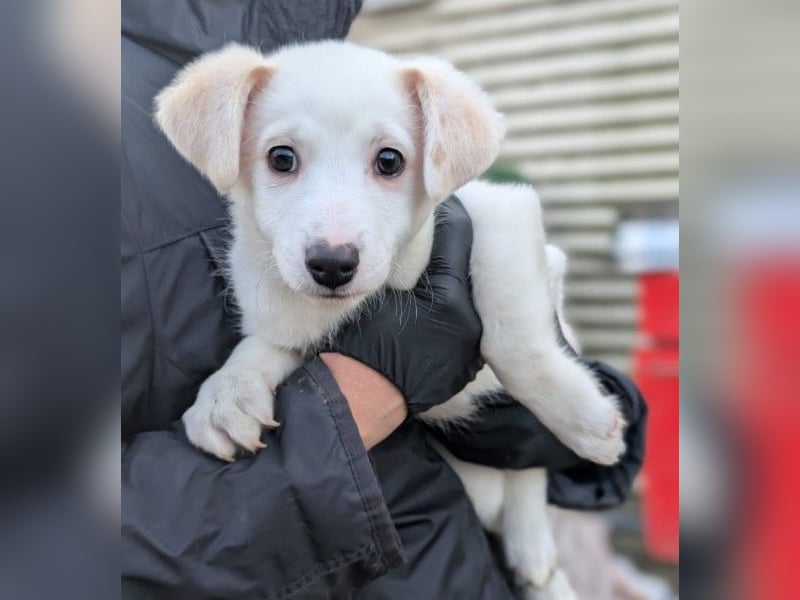 SIRIUS - zauberhafter Welpenjunge sucht seine Menschen
