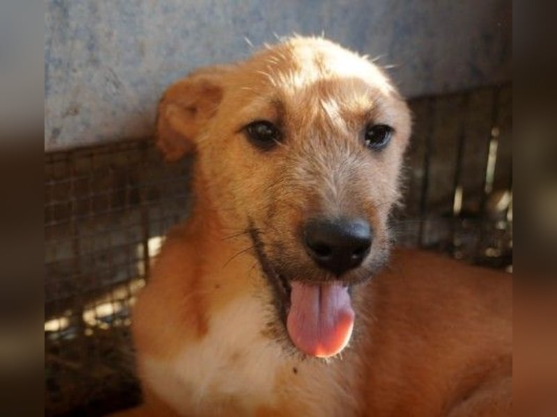 FYNN - bezaubernder Welpenjunge sucht seine Menschen