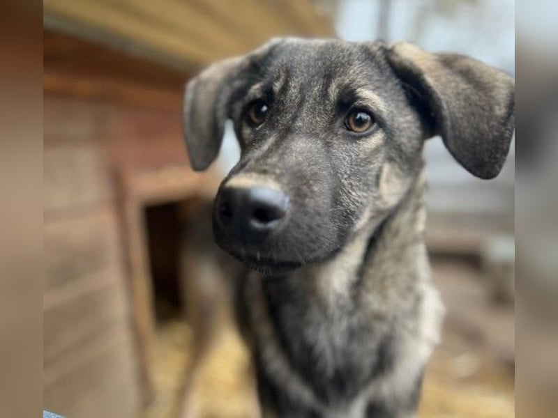 GLENNIE - aufgeweckter, liebenswerter Junghund sucht seine Familie
