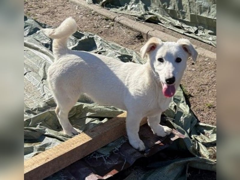 SIRIUS - zauberhafter Welpenjunge sucht seine Menschen