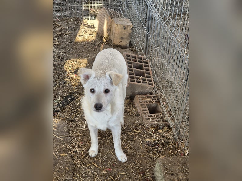 PETERCHEN - zuckersüßer Welpenjunge sucht seine Familie