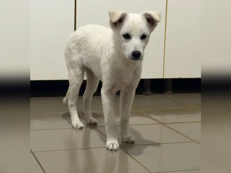 PETERCHEN - zuckersüßer Hundejunge sucht seine Menschen