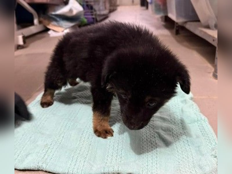 WICHTEL - zuckersüßer Welpenjunge sucht sein Zuhause