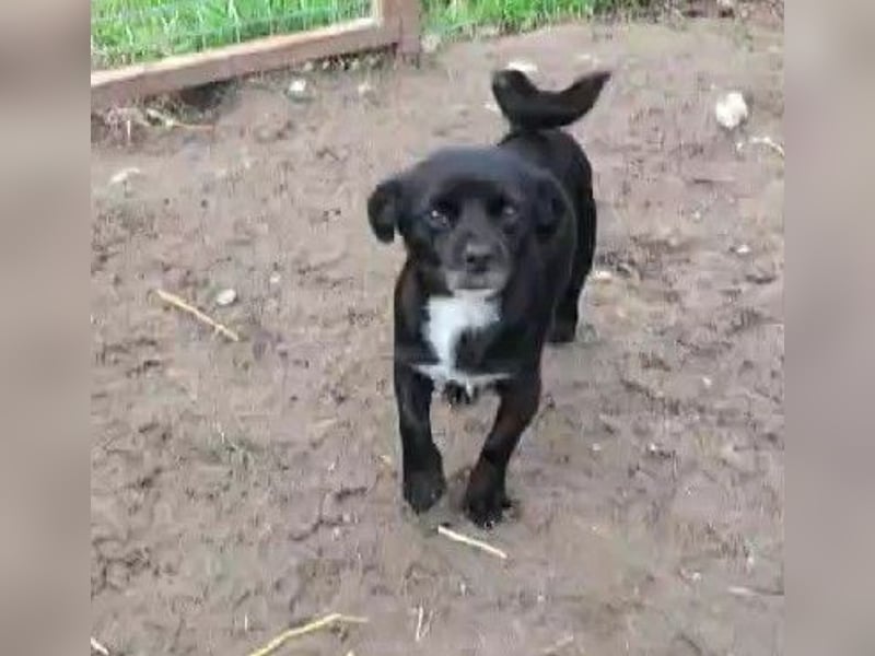 TIMON - süßer, kleiner Kerl sucht seine Familie