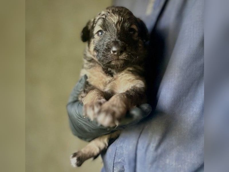 Süßer, lieber Welpe Bommel sucht seine Familie
