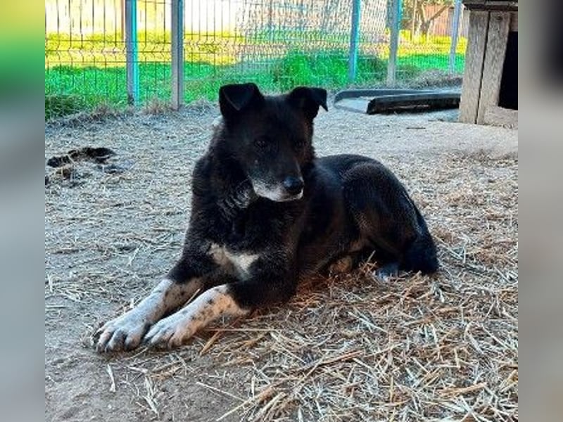CORAJ - schüchterner Senior sucht Vertrauen und Zuwendung