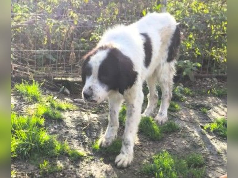 ARNO - freundlicher Rüde sucht seine Familie
