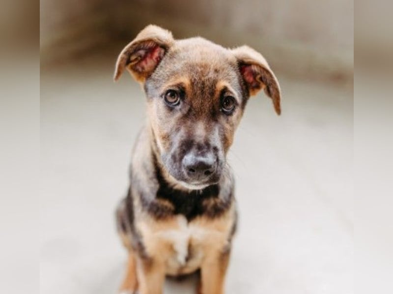 Charlie – Aufgeweckter Herzenshund