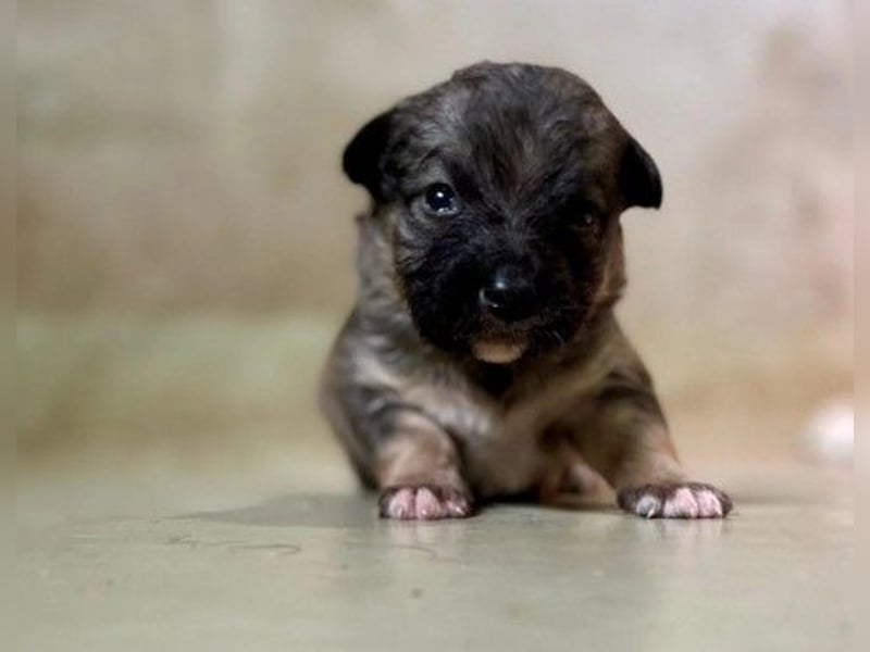 Welpenmädchen Binah