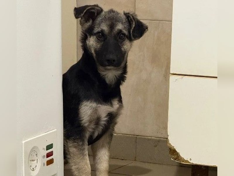 LIZZY - zauberhaftes, liebes Hundemädchen sucht ihre Familie