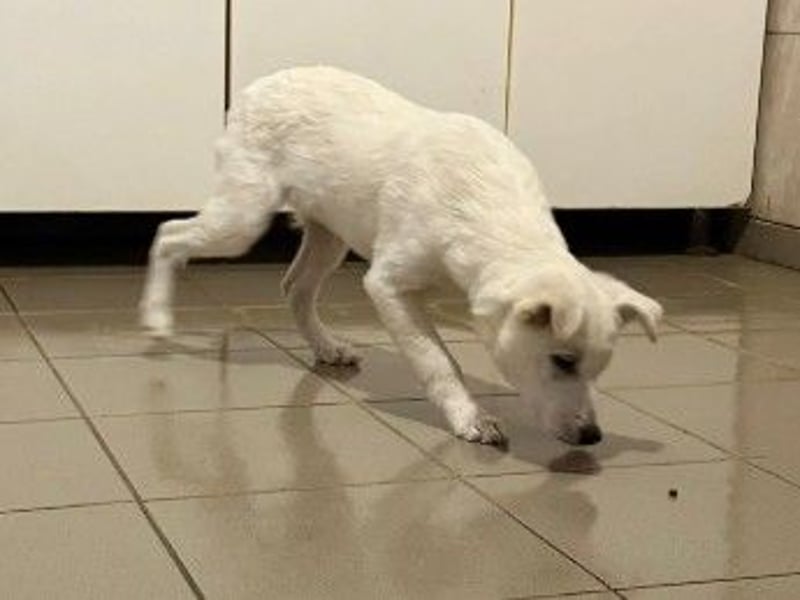 PETERCHEN - zuckersüßer Welpenjunge sucht seine Familie