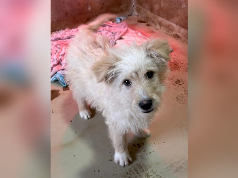 FUCHUR - süßer Welpenjunge sucht seine Familie