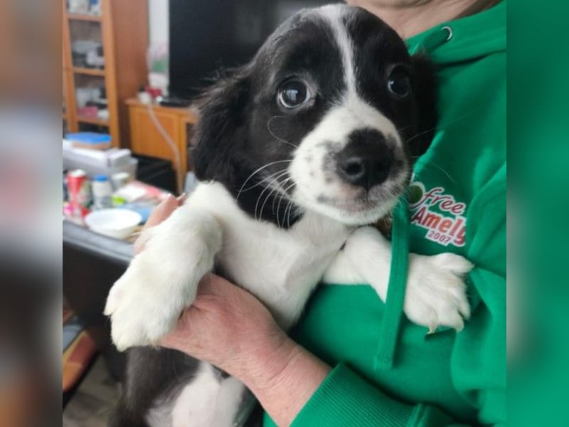 Zauberhafter Welpe Rumi