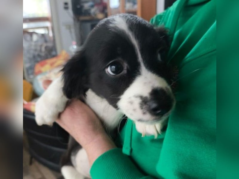 Zauberhafter Welpe Rumi