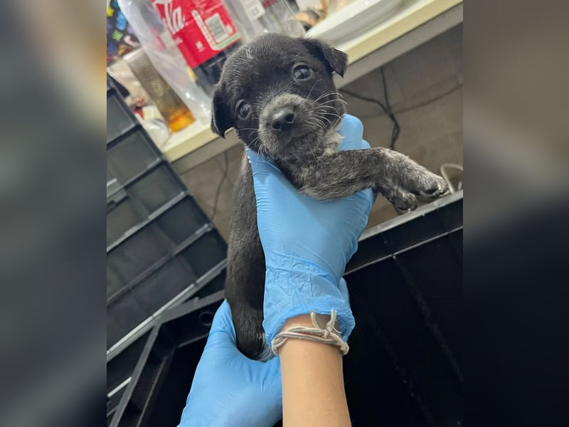 RASTY - zauberhafter Welpenjunge sucht seine Familie