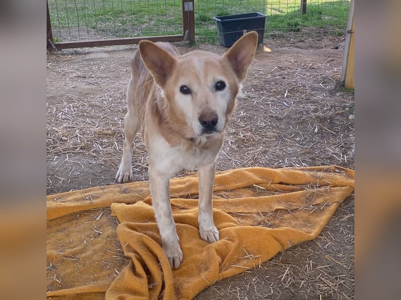 menschenbezogener CARAMEL sucht sein Zuhause