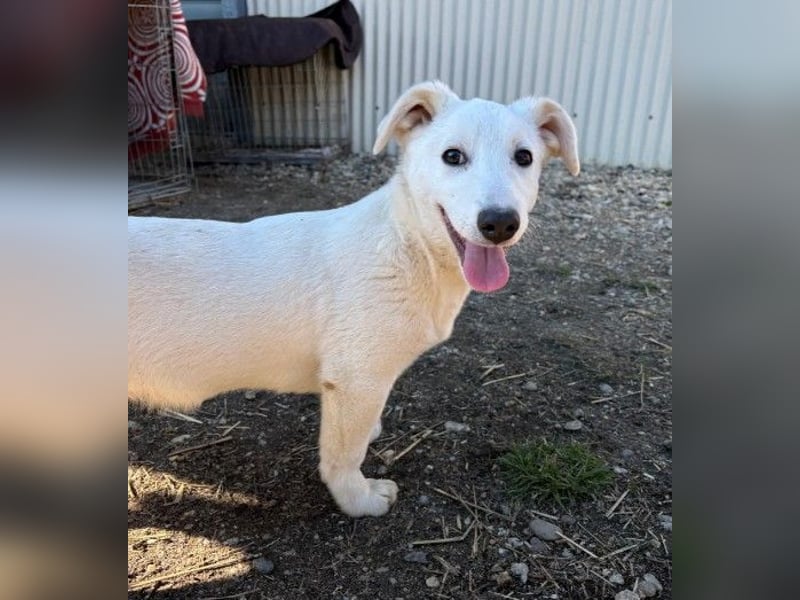 SIRIUS - zauberhafter Welpenjunge sucht seine Menschen