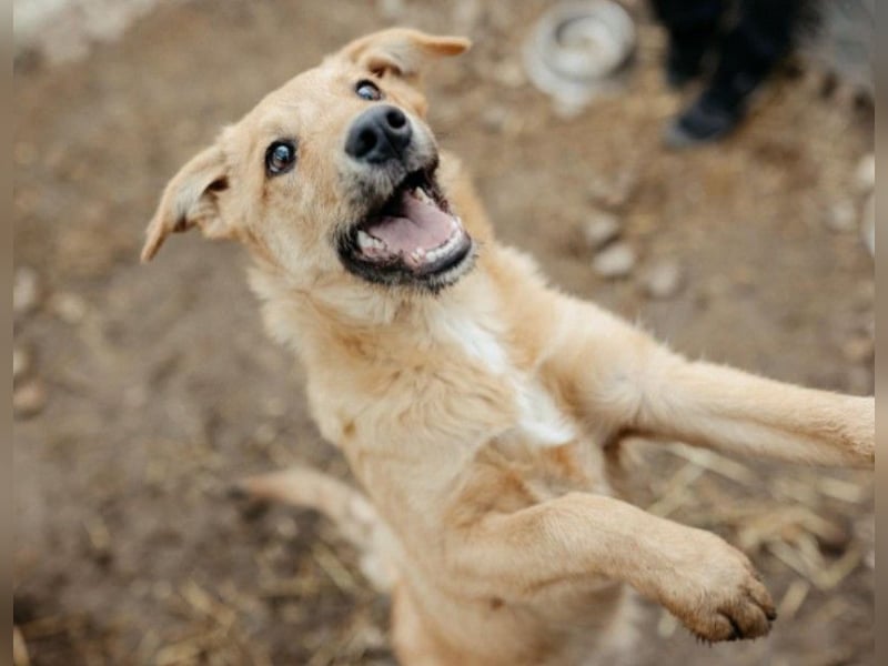 GAIO - menschenbezogener, verschmuster Junghund sucht seine Familie