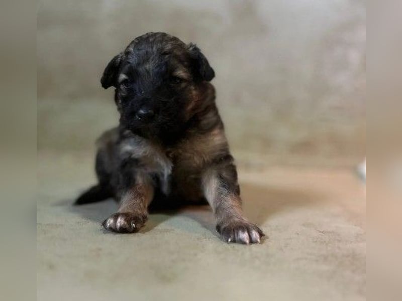 Süßer, lieber Welpe Bommel sucht seine Familie