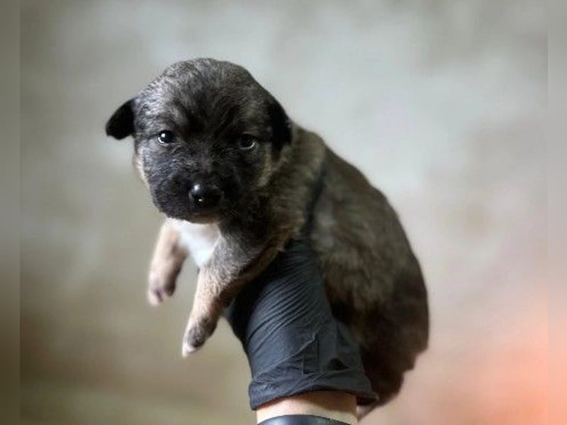 Welpenmädchen Binah