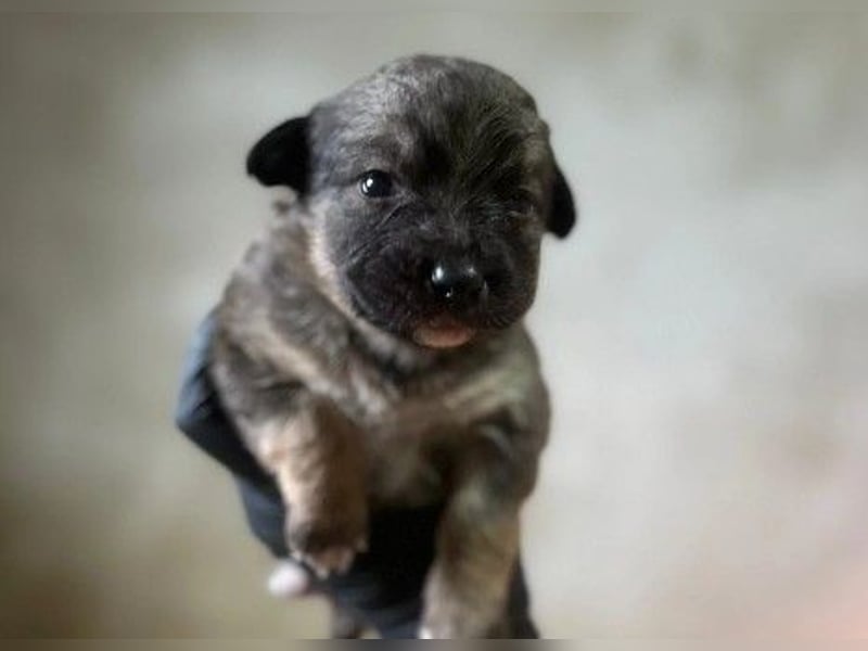 Welpenmädchen Binah