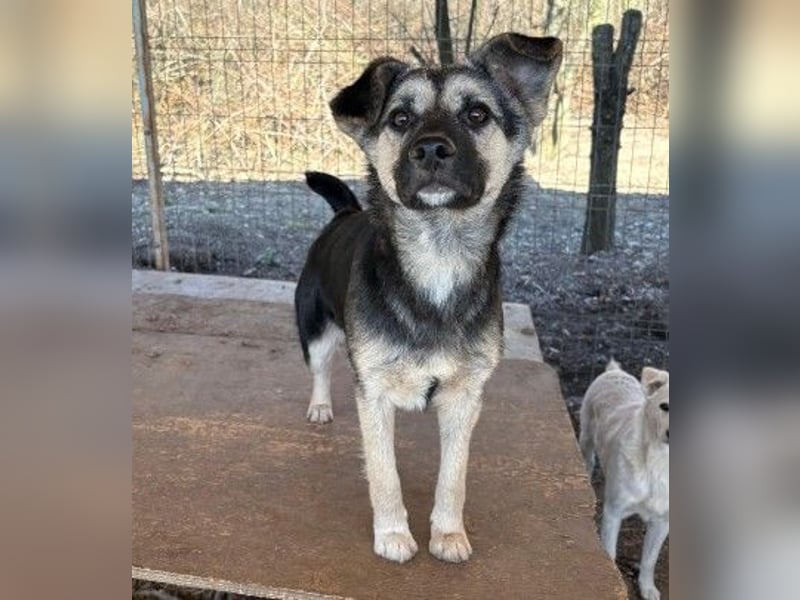 LIZZY - zauberhaftes, liebes Hundemädchen sucht ihre Familie