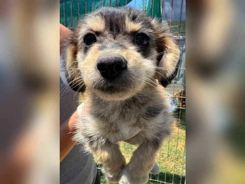 BONNIE - zuckersüßes Welpenmädchen sucht liebevolles Zuhause